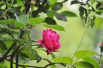 高清玫瑰花（月季花）