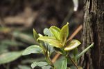 高清野生特产（油伴）