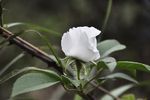 高清白色野花