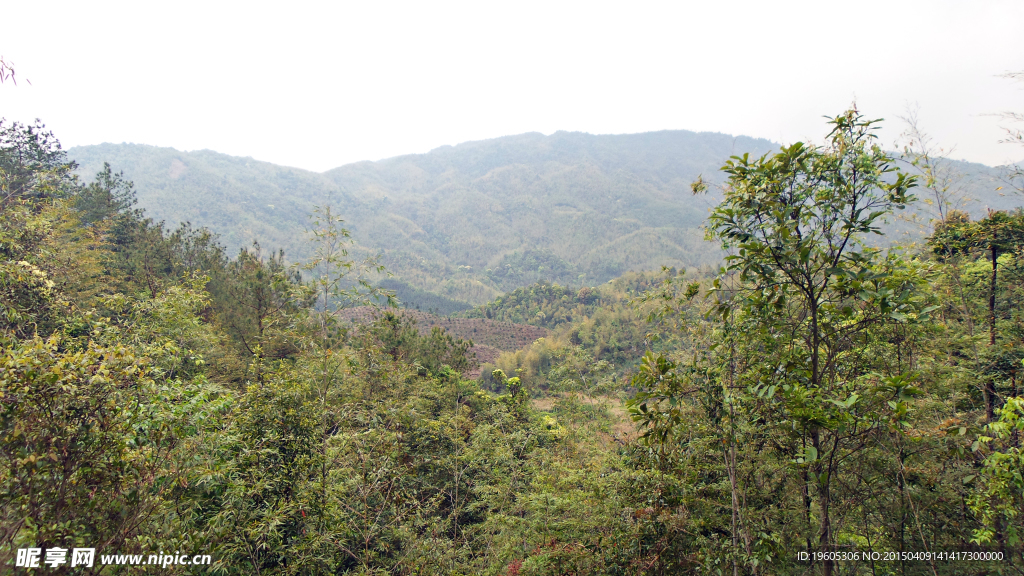 山顶森林风景