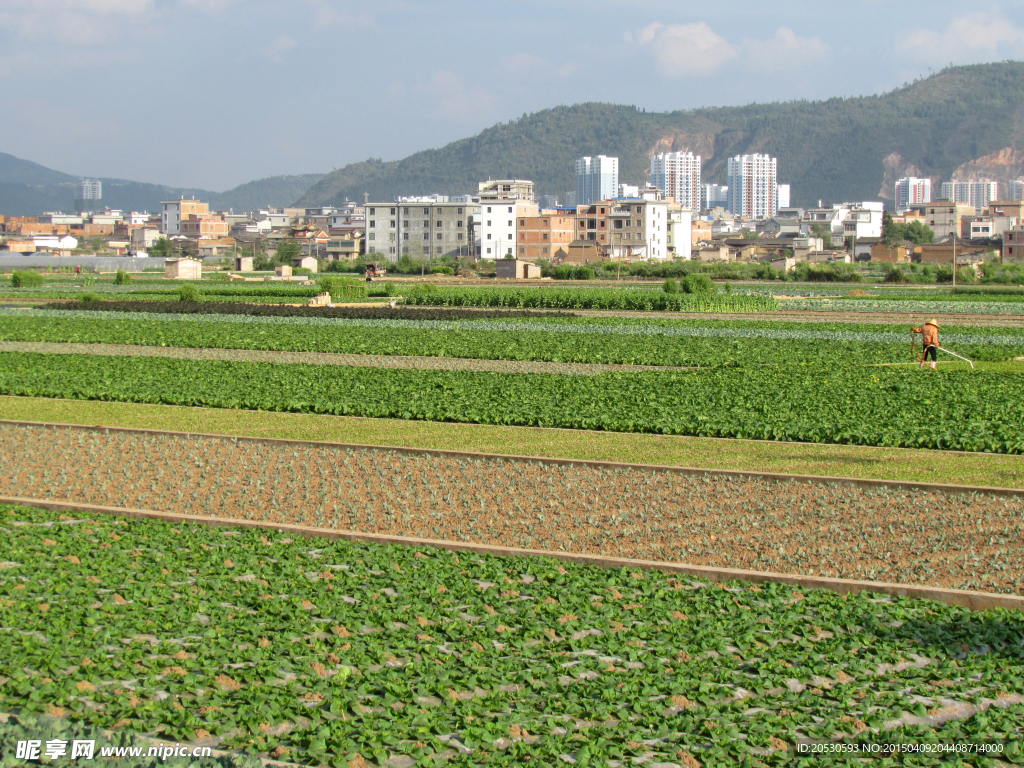 蔬菜基地