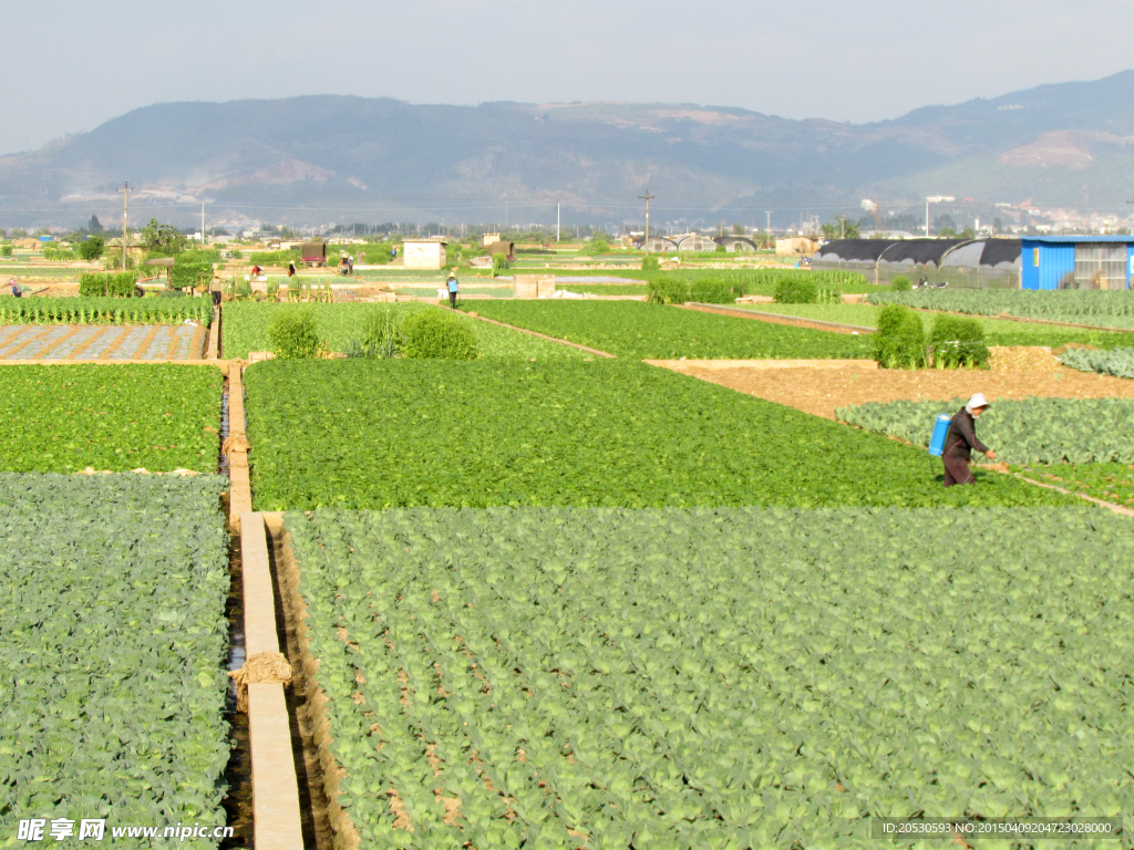 蔬菜基地