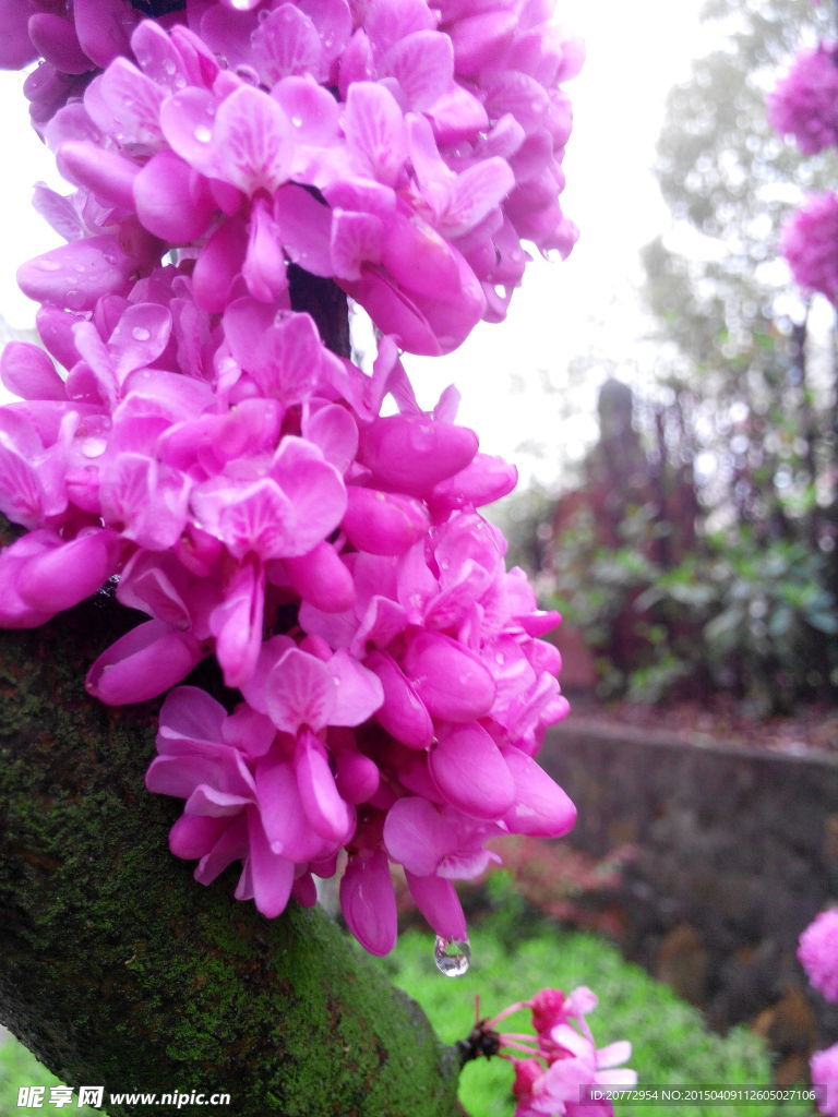 樱花