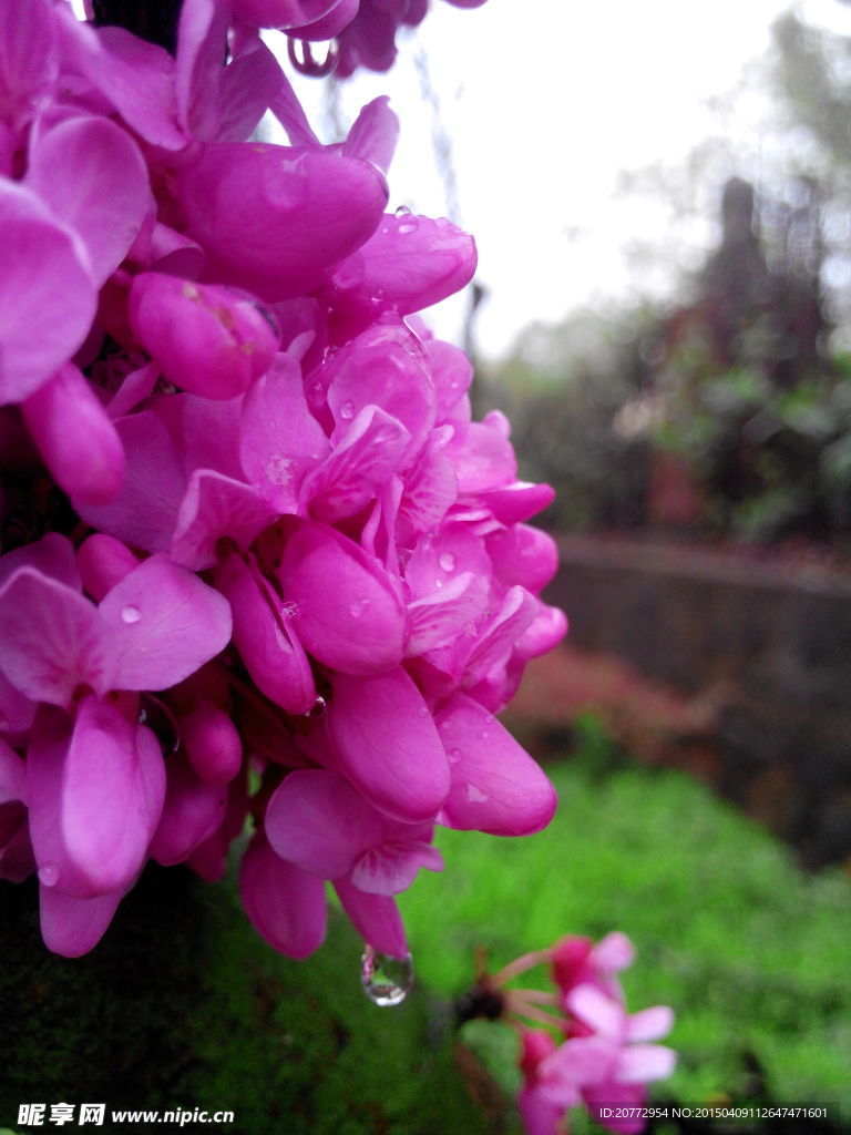 樱花