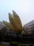 木棉花苞