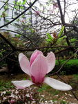 木棉花