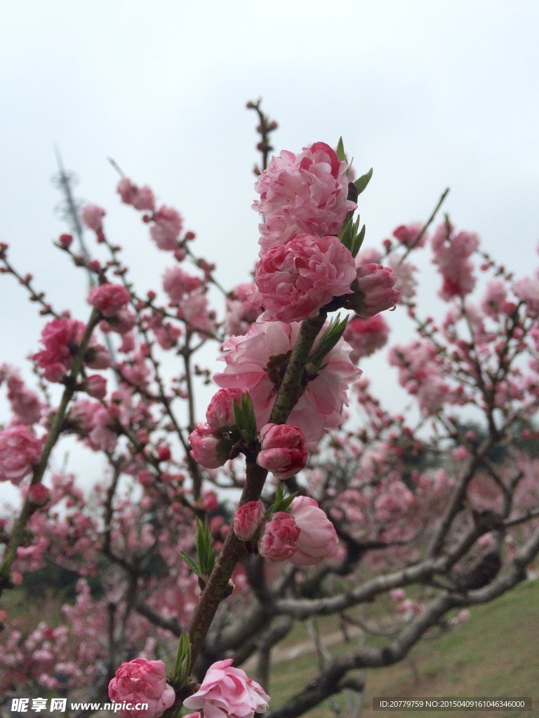 桃花