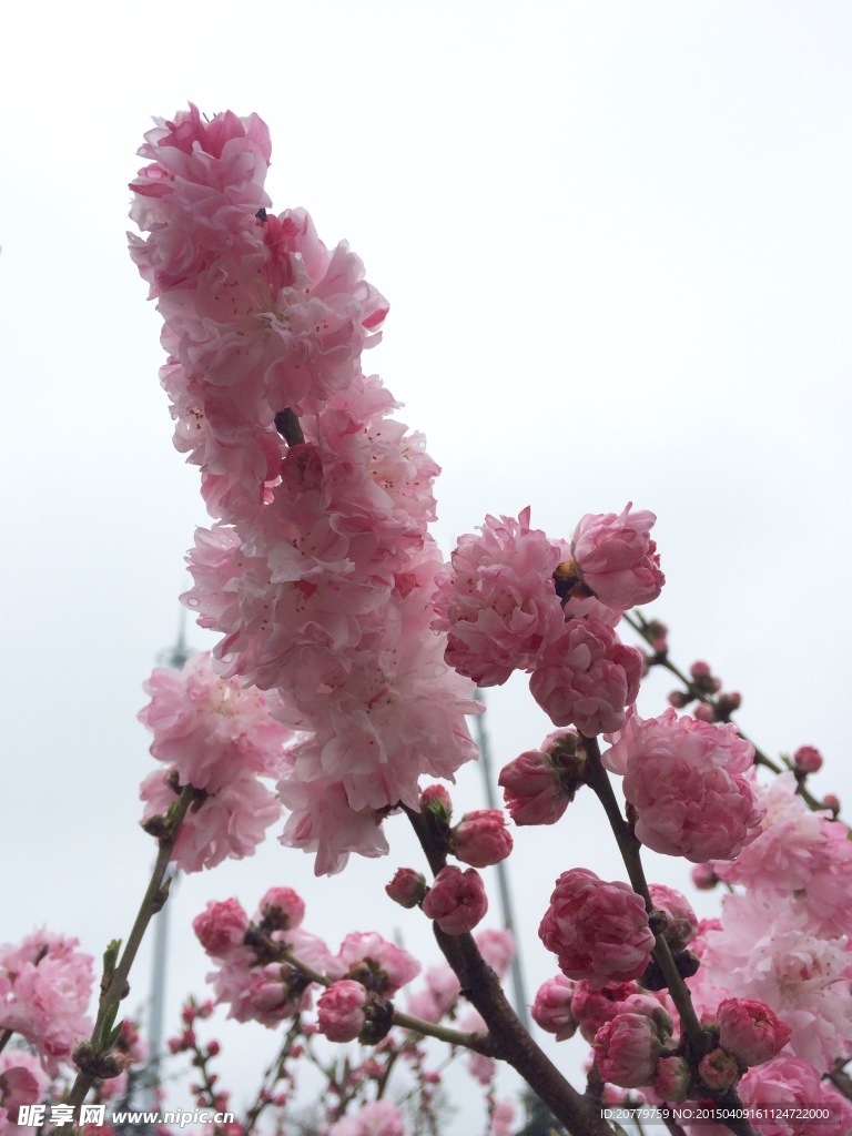 桃花