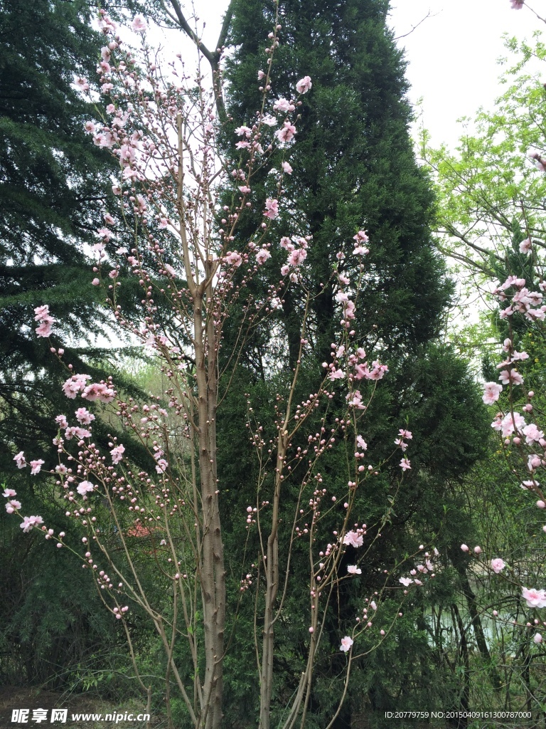 桃花
