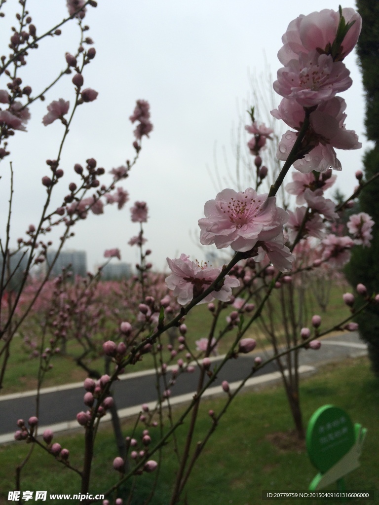 桃花