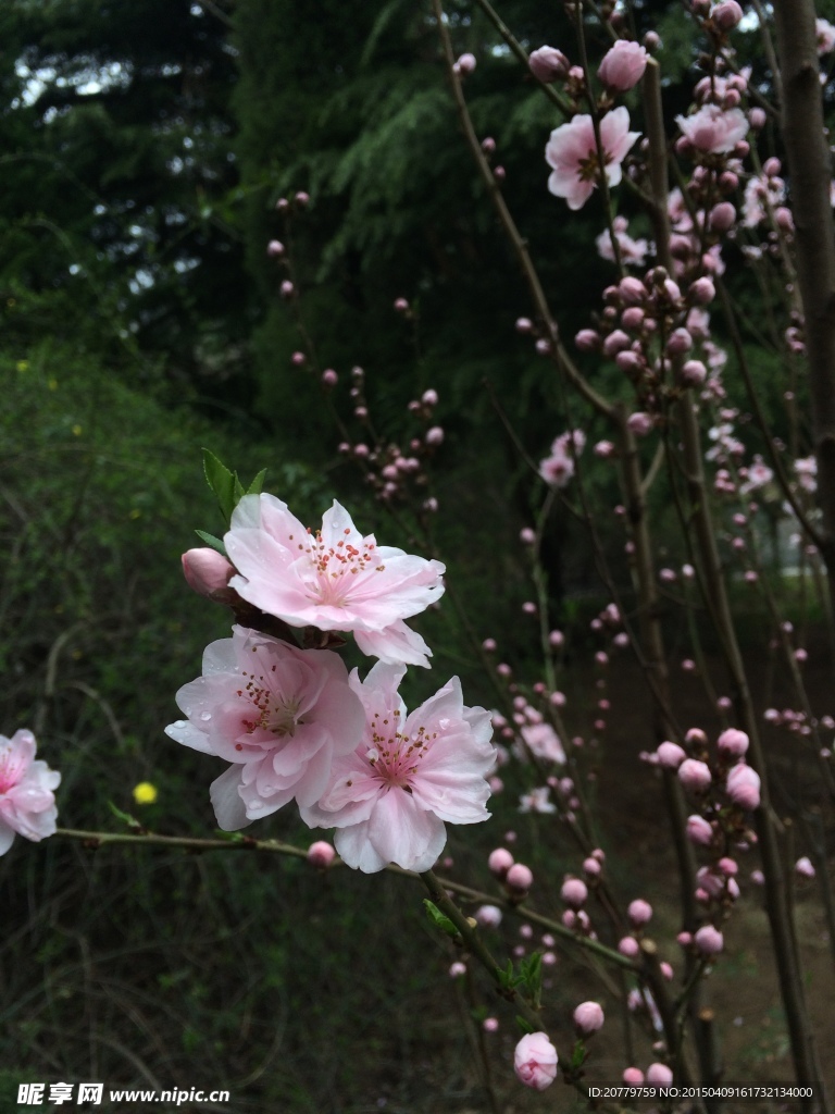桃花