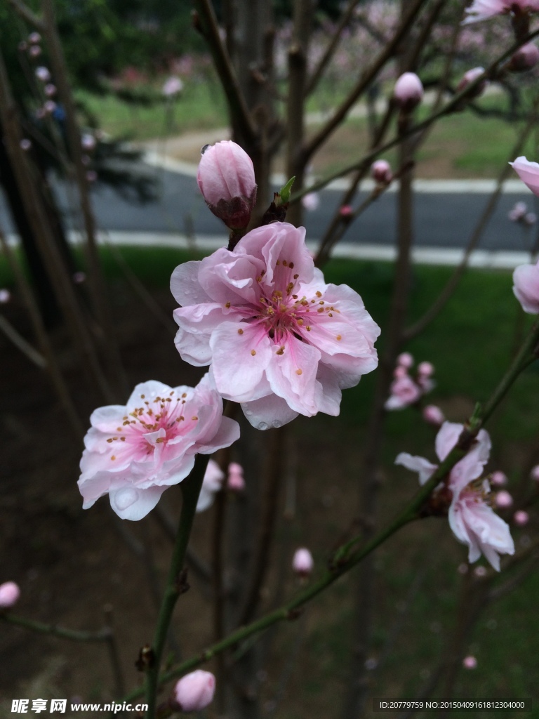 桃花