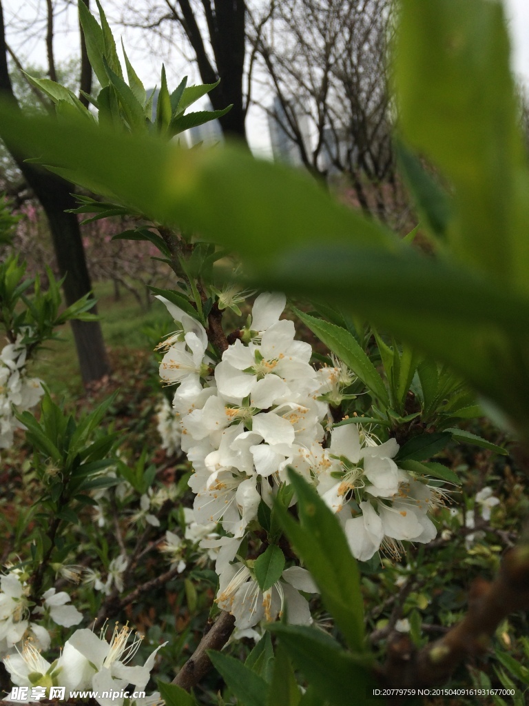 桃花