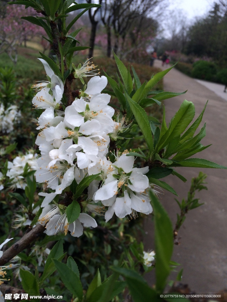 桃花