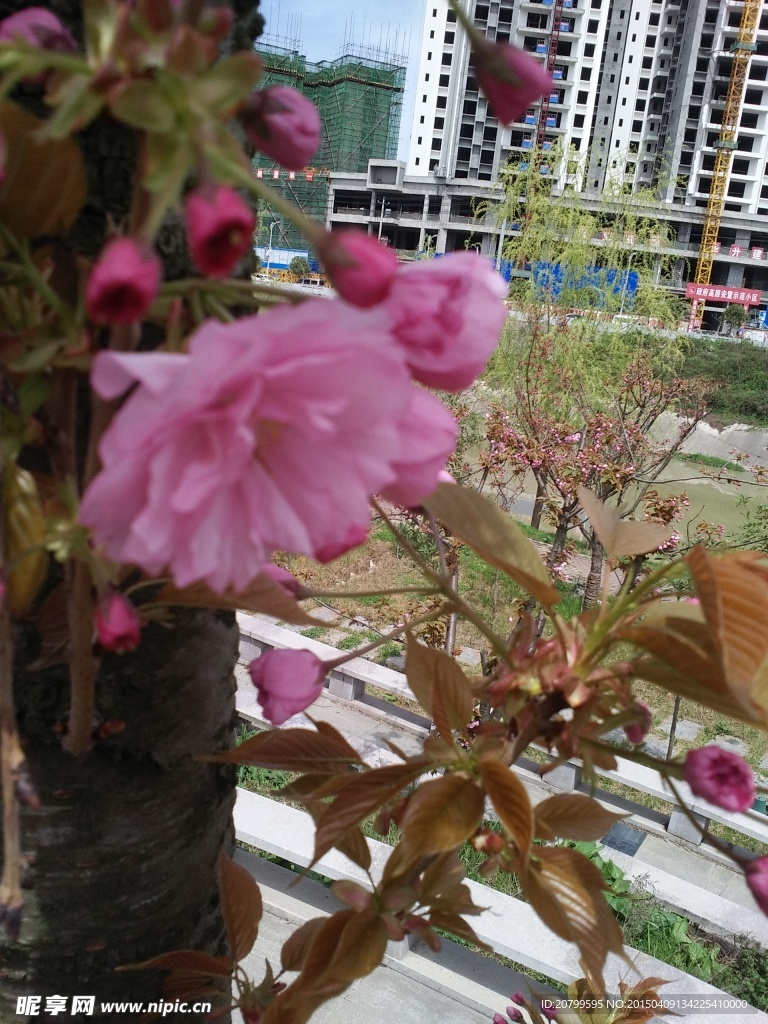 樱花