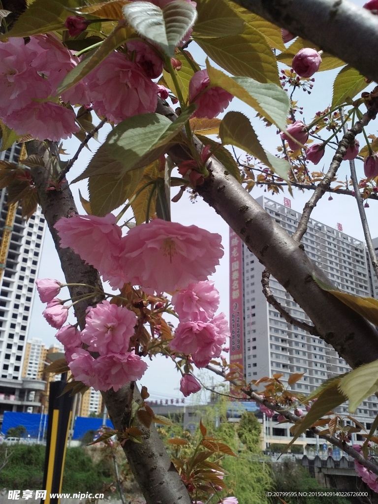 樱花