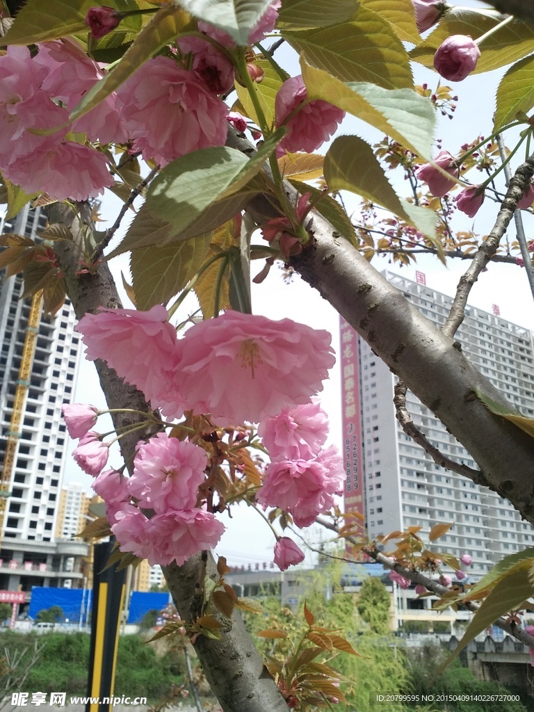 樱花