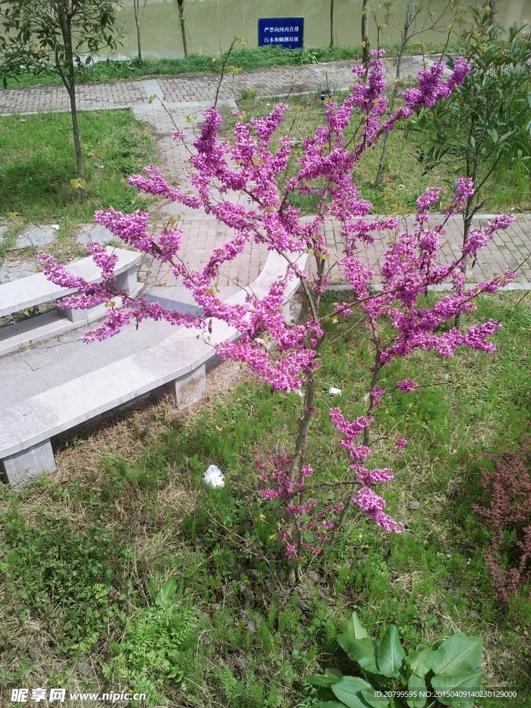樱花