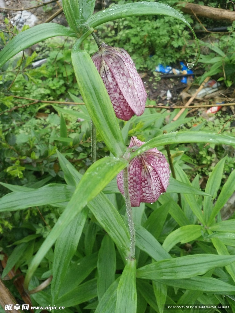 花