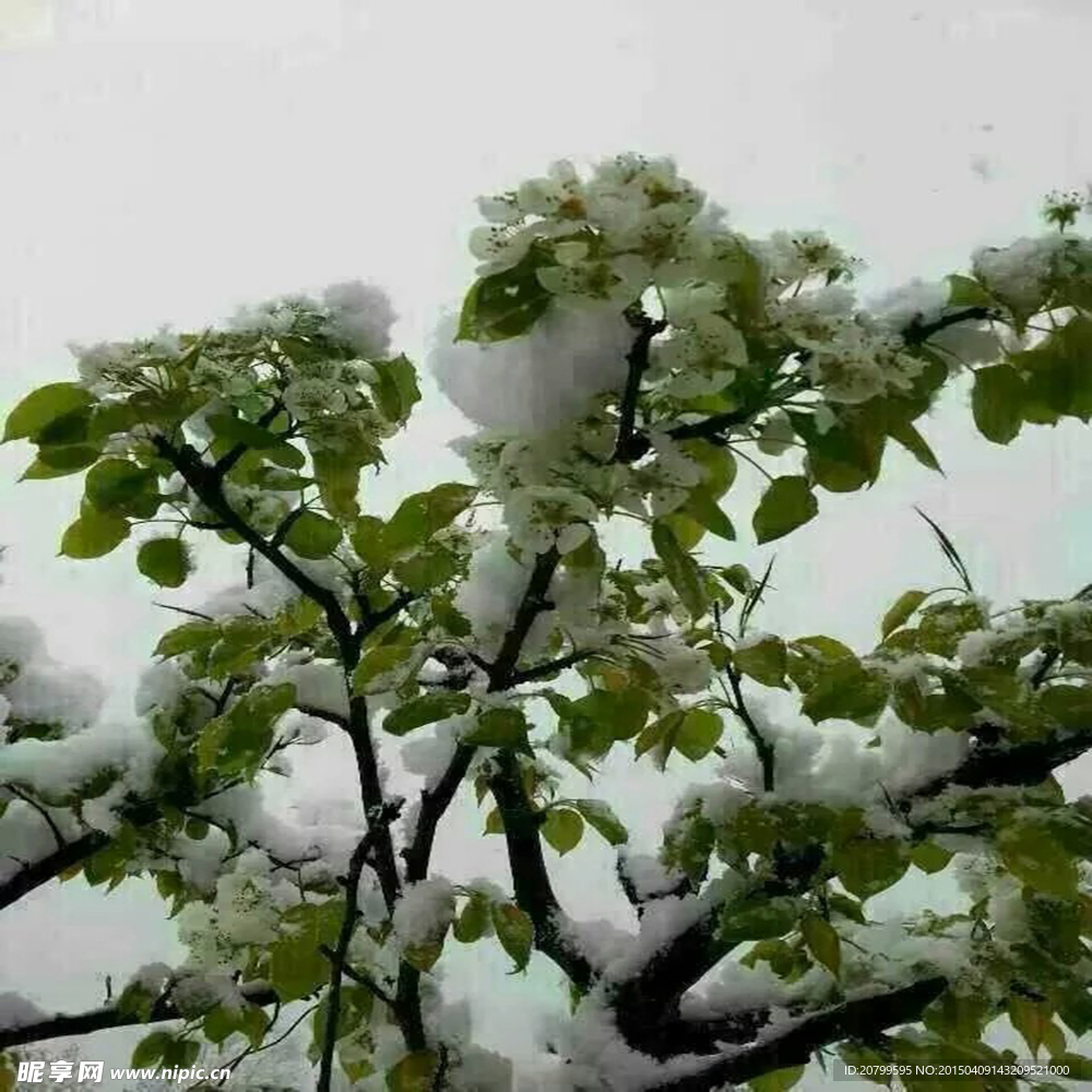 梨花