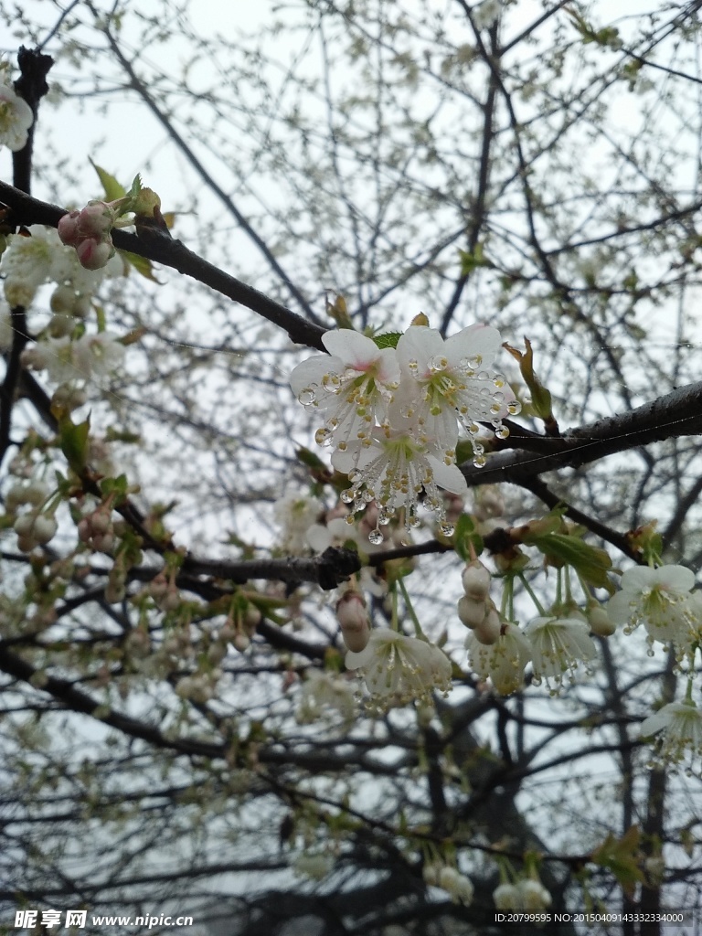 樱花