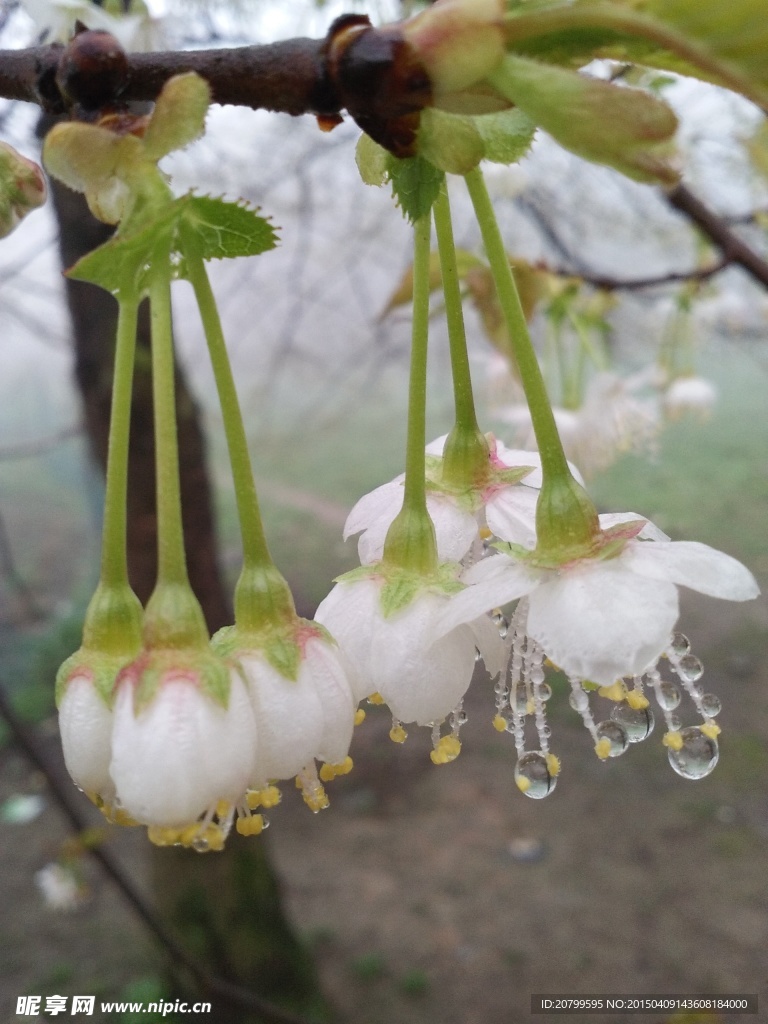 樱花