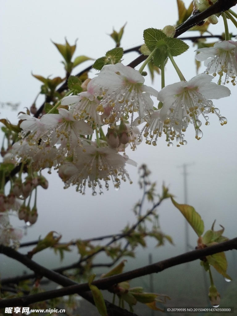 樱花