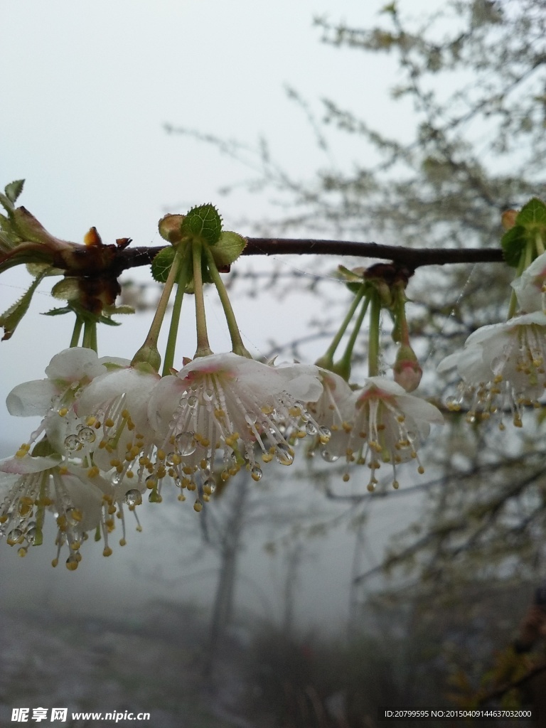 樱花