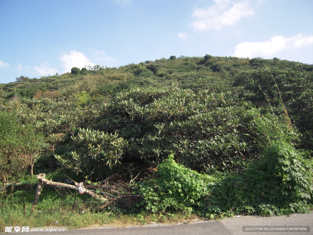 山坡