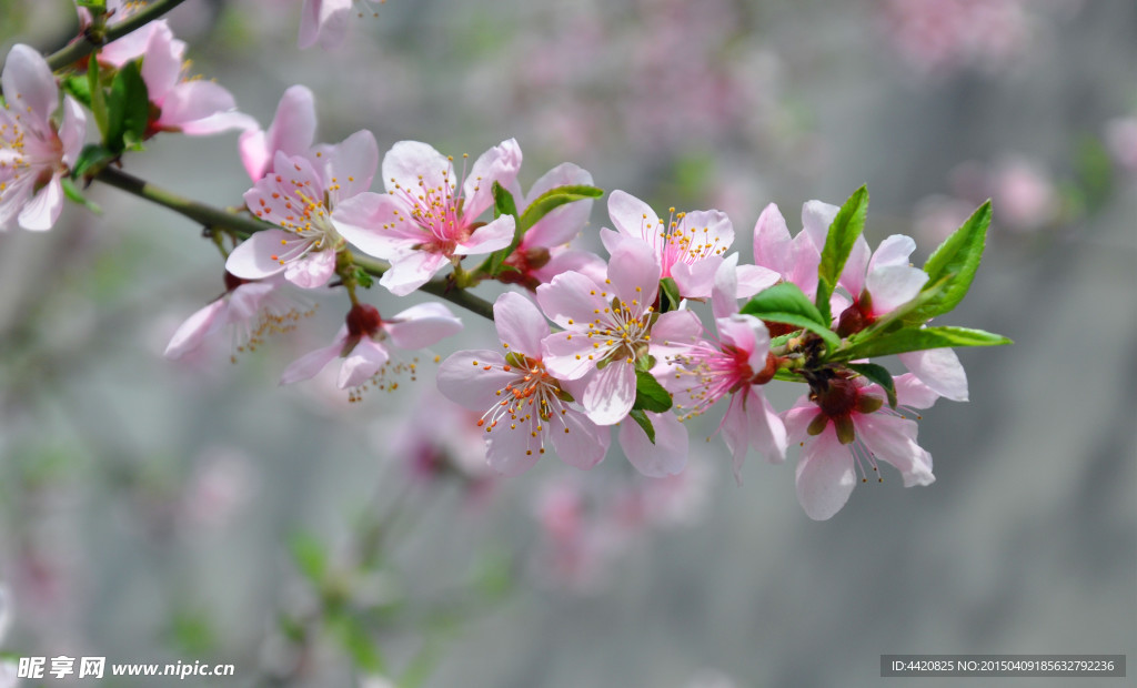 桃花