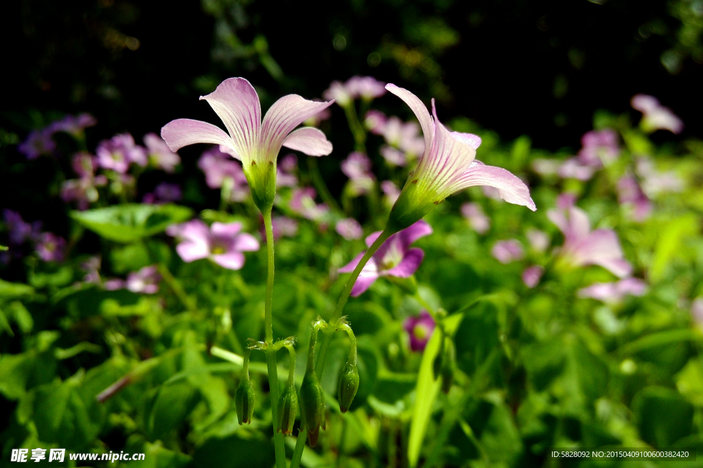 花