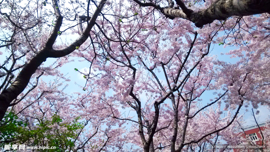 樱花摄影