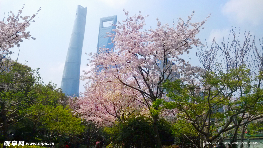 樱花摄影