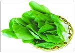 小油菜
