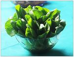 油菜