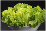 生菜