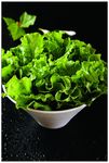 生菜