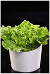 生菜