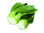 油菜