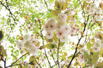 樱花 白色樱花