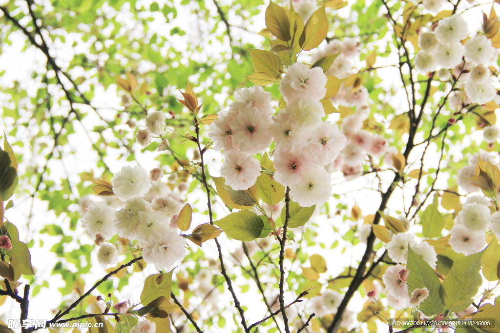樱花 白色樱花