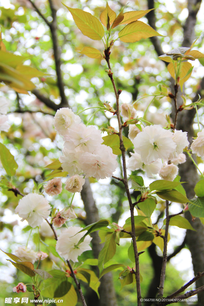 樱花 白色樱花