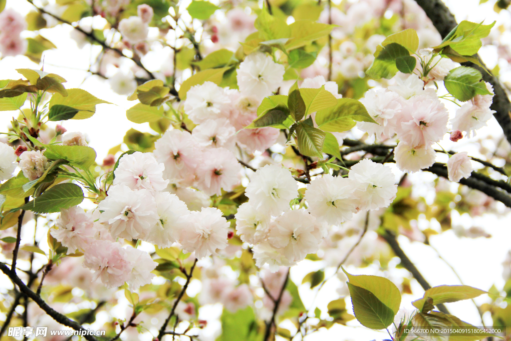樱花
