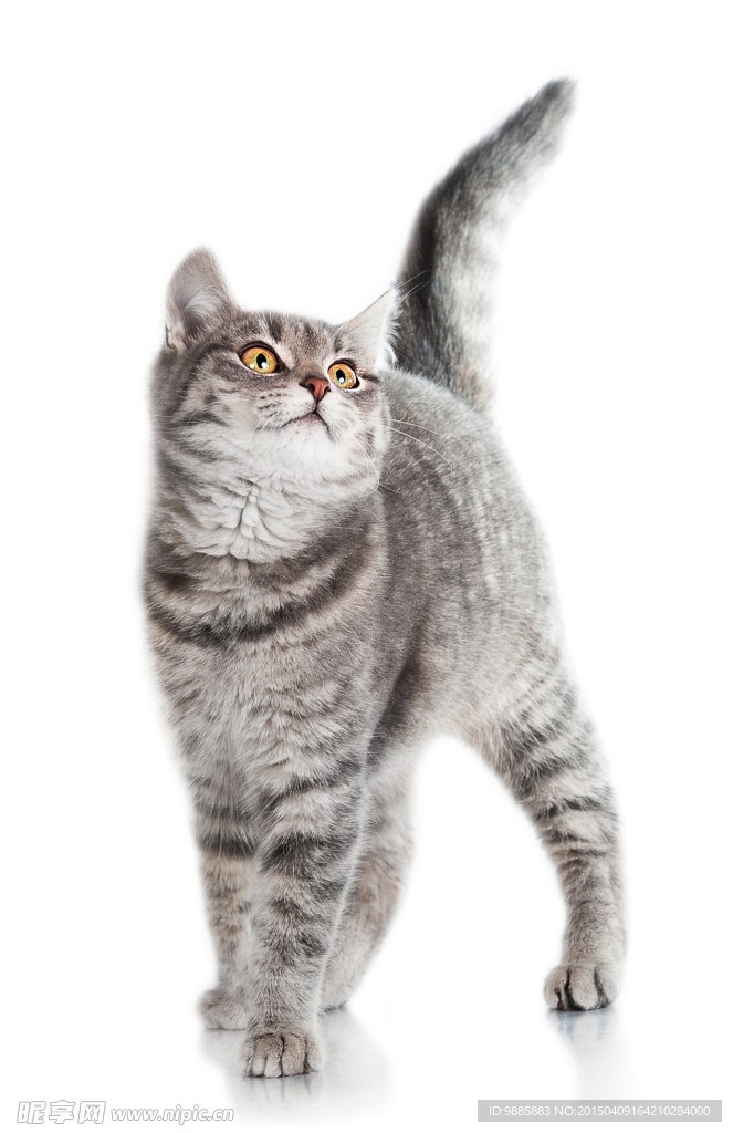 猫咪