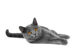 猫咪