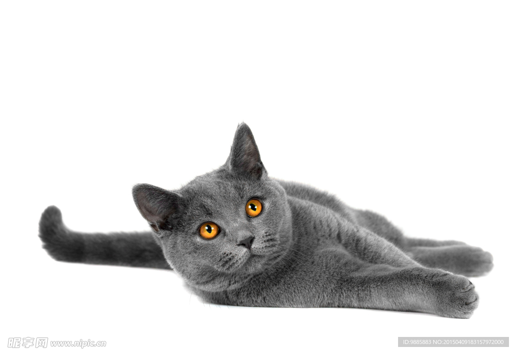 猫咪