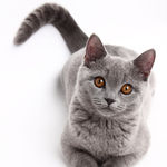 猫咪
