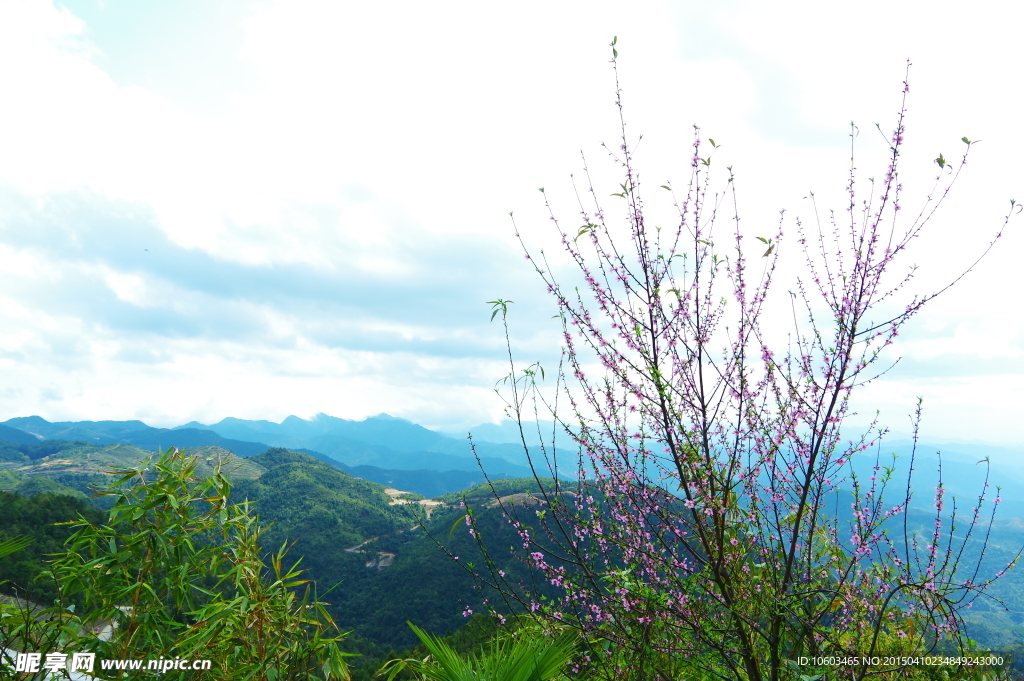 景区山水 桃花盛开