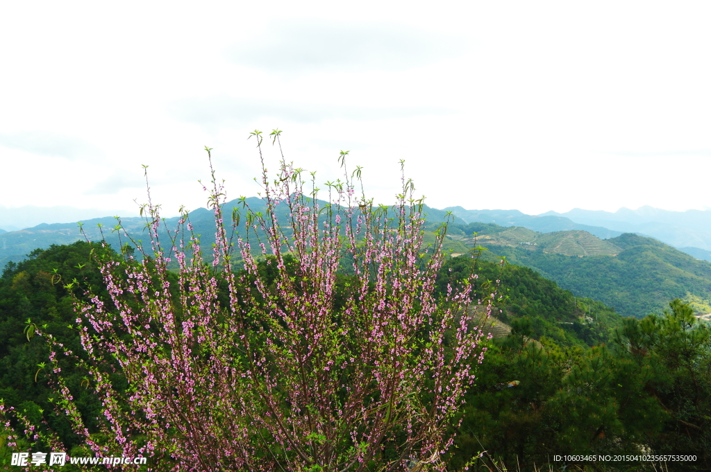 景区山水 桃花盛开