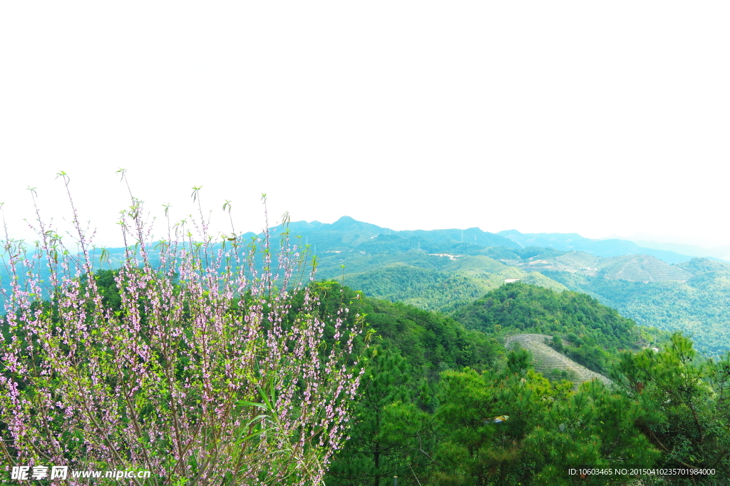 景区山水 桃花盛开